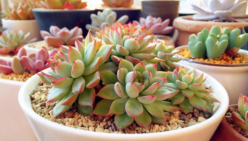 养护|养多肉,不是任何时候都该控水!