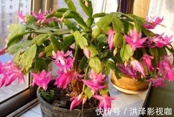 肉质性|养君子兰、长寿花、蟹爪兰,不开花怎么办别怕,学它就对了