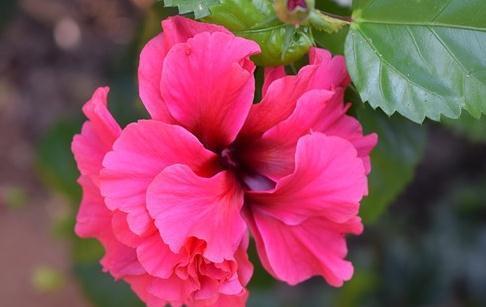 扶桑花的15个常见品种，你见过几种