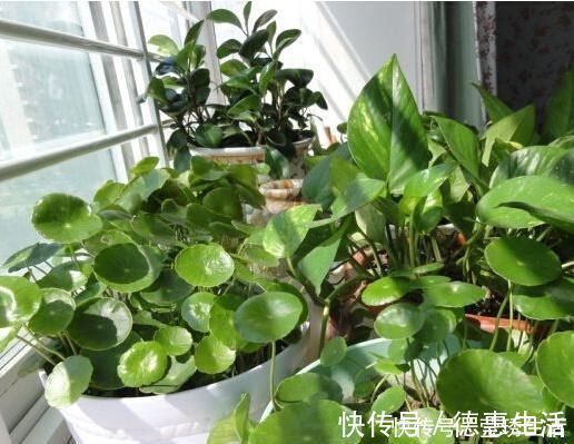 黄叶花|2种水,是养花的“砒霜水”,万万不能用,不然黄叶花枯死