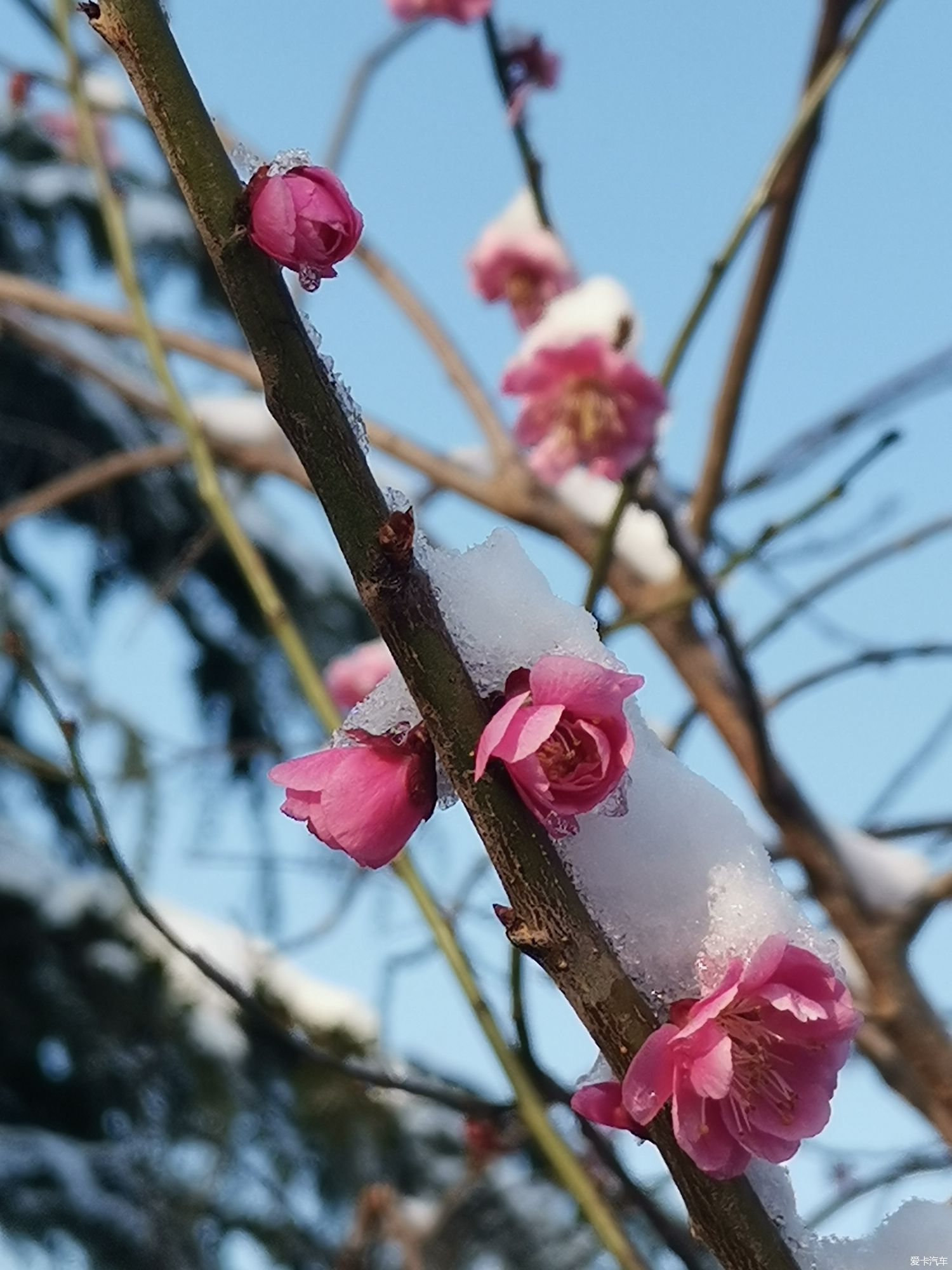 老年|【爱卡踏青季】踏雪寻梅