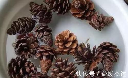 山上捡来的松塔，简单几步就能让它发芽，成了美观的小盆景