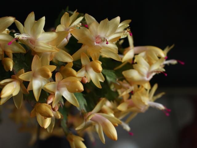 失败|仙人掌嫁接蟹爪兰总是失败5个嫁接妙招不掌握,嫁接一株死一株