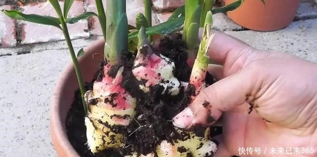 天天都吃的3种蔬菜,花盆油桶都能种,一夏天不用买,太省钱