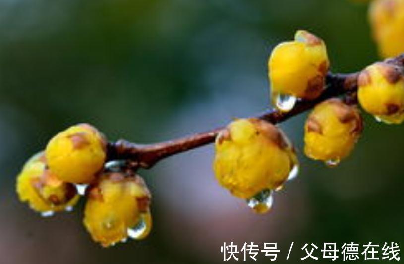 盘点腊梅别名的有趣由来，你知道几个