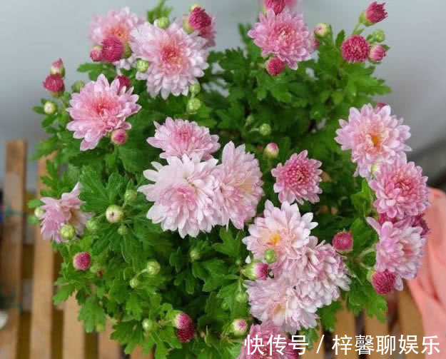 名流|这“花”有意思，颜色随着光照不停变化，5月就爆花，养成大花球
