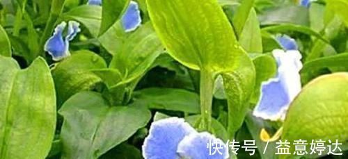 竹叶菜|农村一形似竹叶野草,曾是穷苦人救命菜,今一斤24元很稀罕