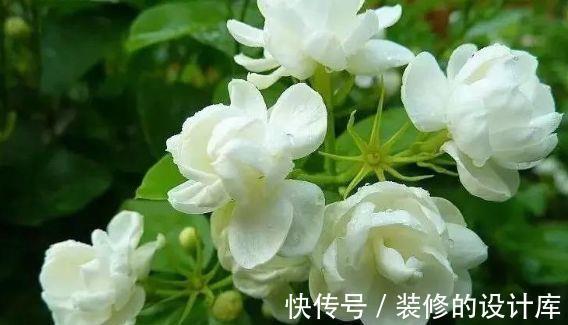 小花|农历8月6日过后,家养4种“小花”,花开芳香四溢,形态优雅精致