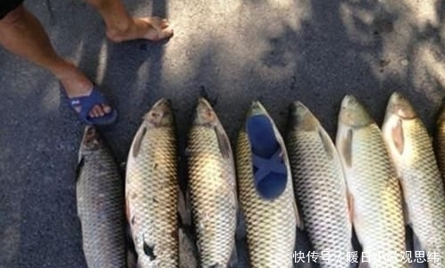 草鱼|注意8个细节,用好玉米粒钓浮,堪称草鱼、翘嘴的克星!