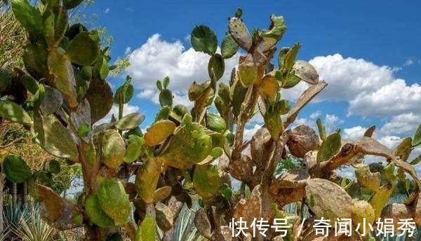 老人|大爷十年前种下一棵仙人掌，今长成参天大树，最后被老人高价卖出