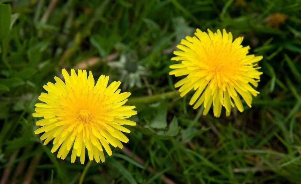 此花所代表的是不会停留的爱，是充满朝气的花，花朵是金黄色的