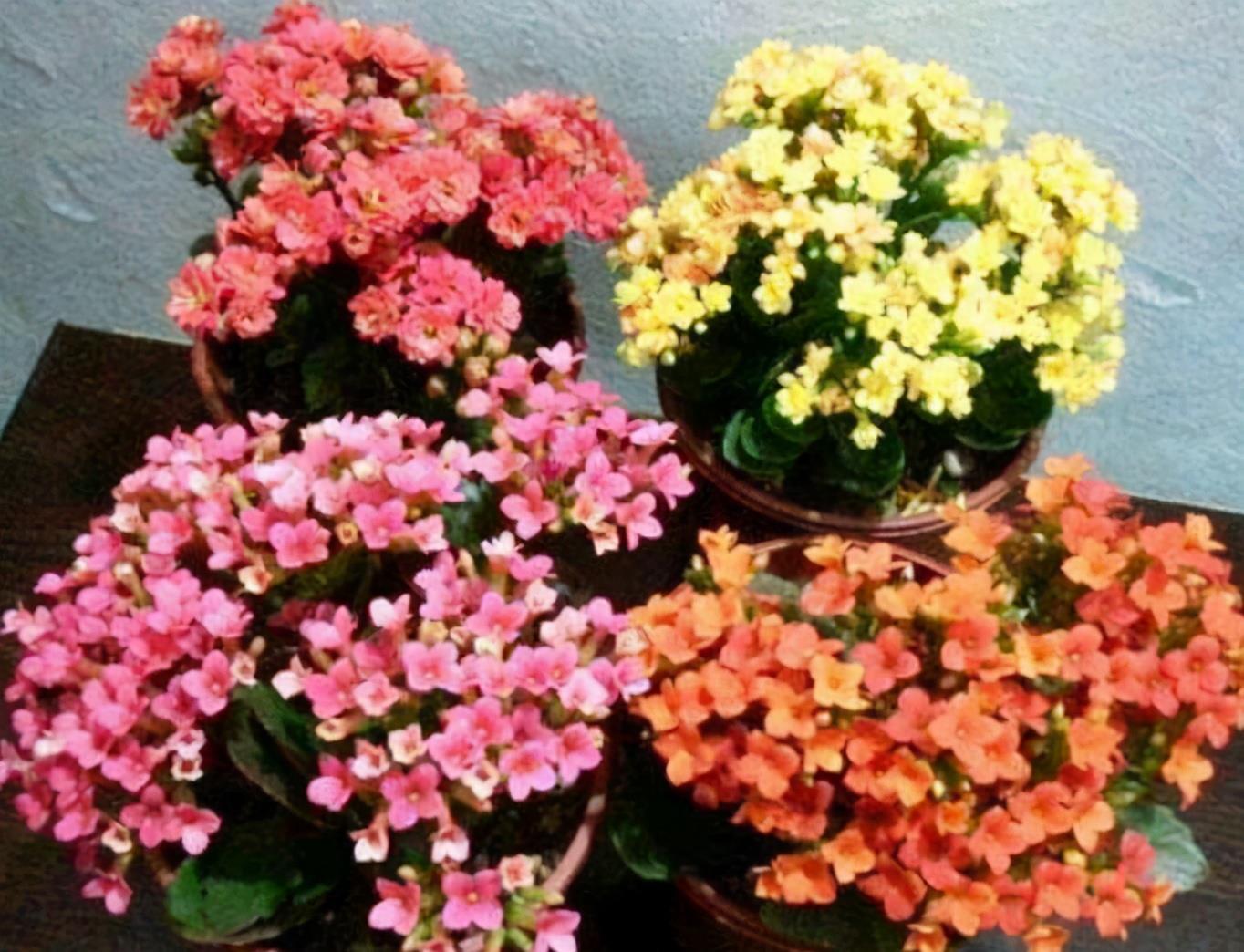 花期|夏季要想养好长寿花,温度问题只是其中之一,还有2处要注意