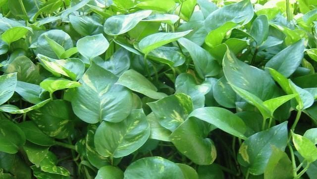 富贵竹|这3种花最爱“吃醋”，1月1斤醋，叶片翠绿“长疯了”