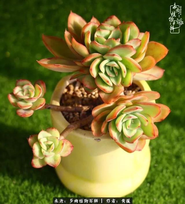 养了三年多肉,终于明白佛系养肉才是王道!