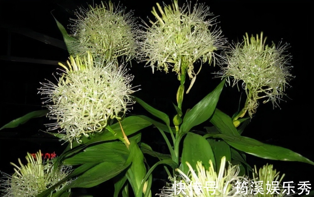 5种“大叶花”轻易不开花,开花就带“好兆头”,养一盆你就赚