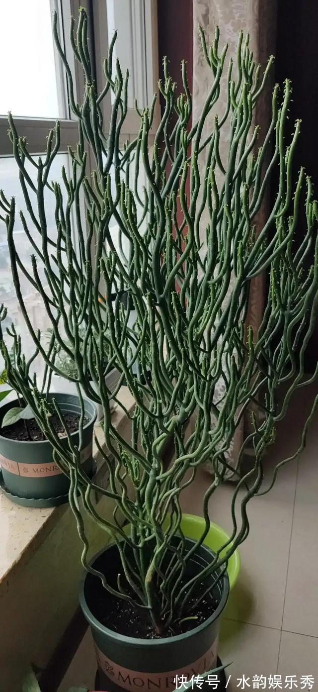 黄花茉莉|8种“小毒花”,叶子毒性大,家里若养着,光看别动它