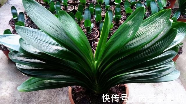 适合小盆养的“5种花”,大盆“不利于”生长和开花,可别搞错了