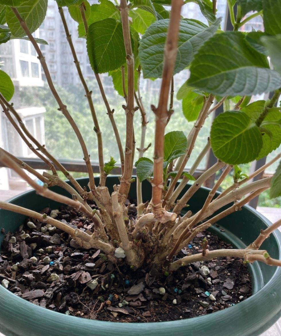 花儿|秋季,3种花别修剪,才能让它顺利长得更旺盛,花更多
