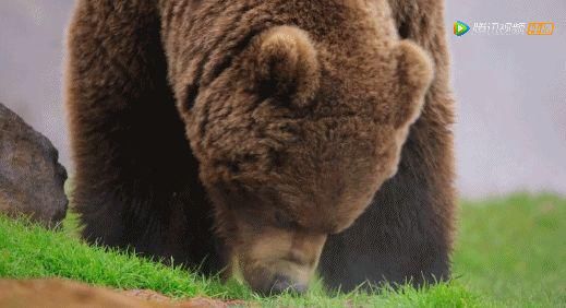 9.8分超惊艳，这神作终于不用找资源，我一口气看完5集