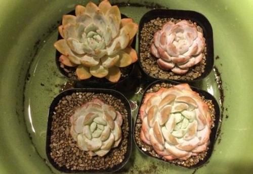 养花不能光从“选土”方面防范积水烂根，还得在浇水上下功夫