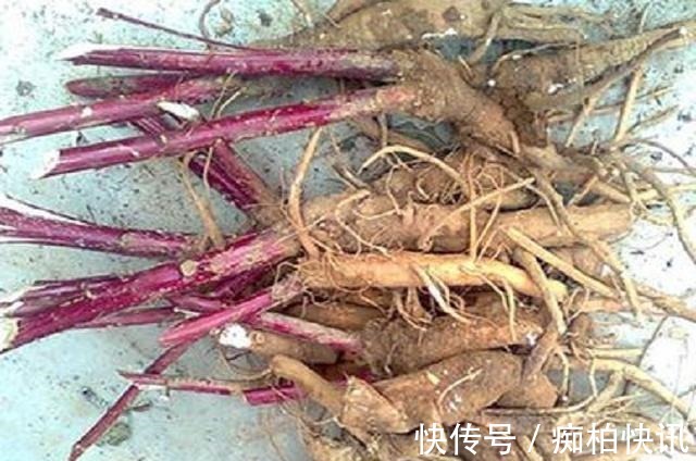 商陆|农村常见野草,颜色鲜红,殊不知可制作农药,作用很多,一斤30元