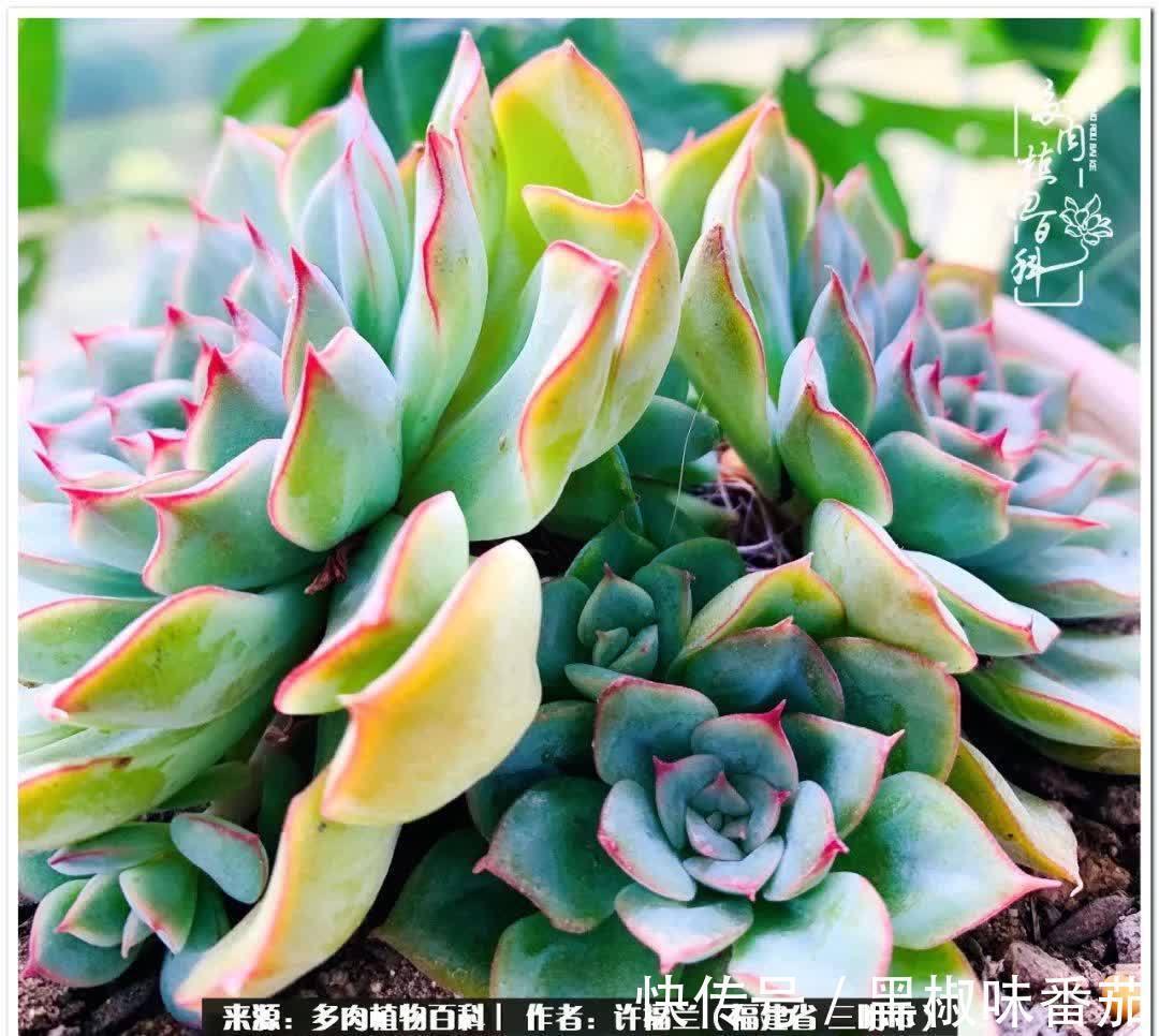 尖尖|养多肉两年，美丽与赏心悦目并存！