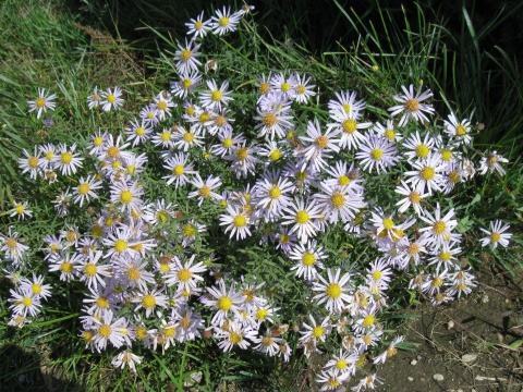 提个醒见到此野花,一定要拔回家,好处不请自来,作用非常大