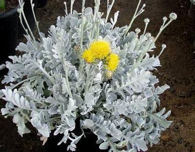 此花是散落在草丛中银色的铠甲，在烈日照耀下闪闪发光，威严壮丽