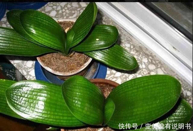 君子兰缺肥有什么症状一年四季怎样给君子兰施肥！