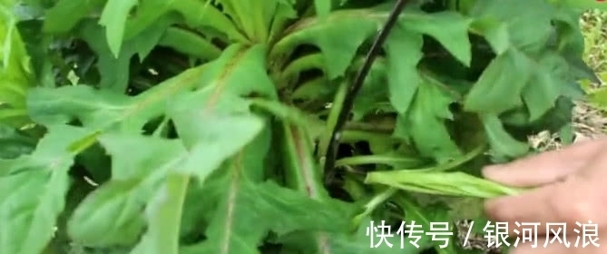 苦麻菜|农村山上这野菜,30年前是老农的“救命菜”,如今是一种中药材