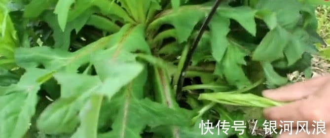 苦麻菜|农村山上这野菜，30年前是老农的“救命菜”，如今是一种中药材