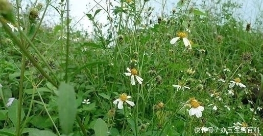 药用价值|农村人见人烦的一种野草，其实药用价值极高，炮制后可以降血压！