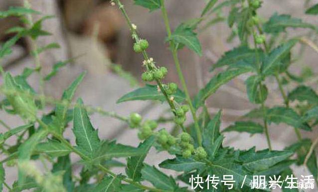 服用|十个人九个腰痛,用此草泡水喝,活血化瘀,腰不痛了,早喝早好