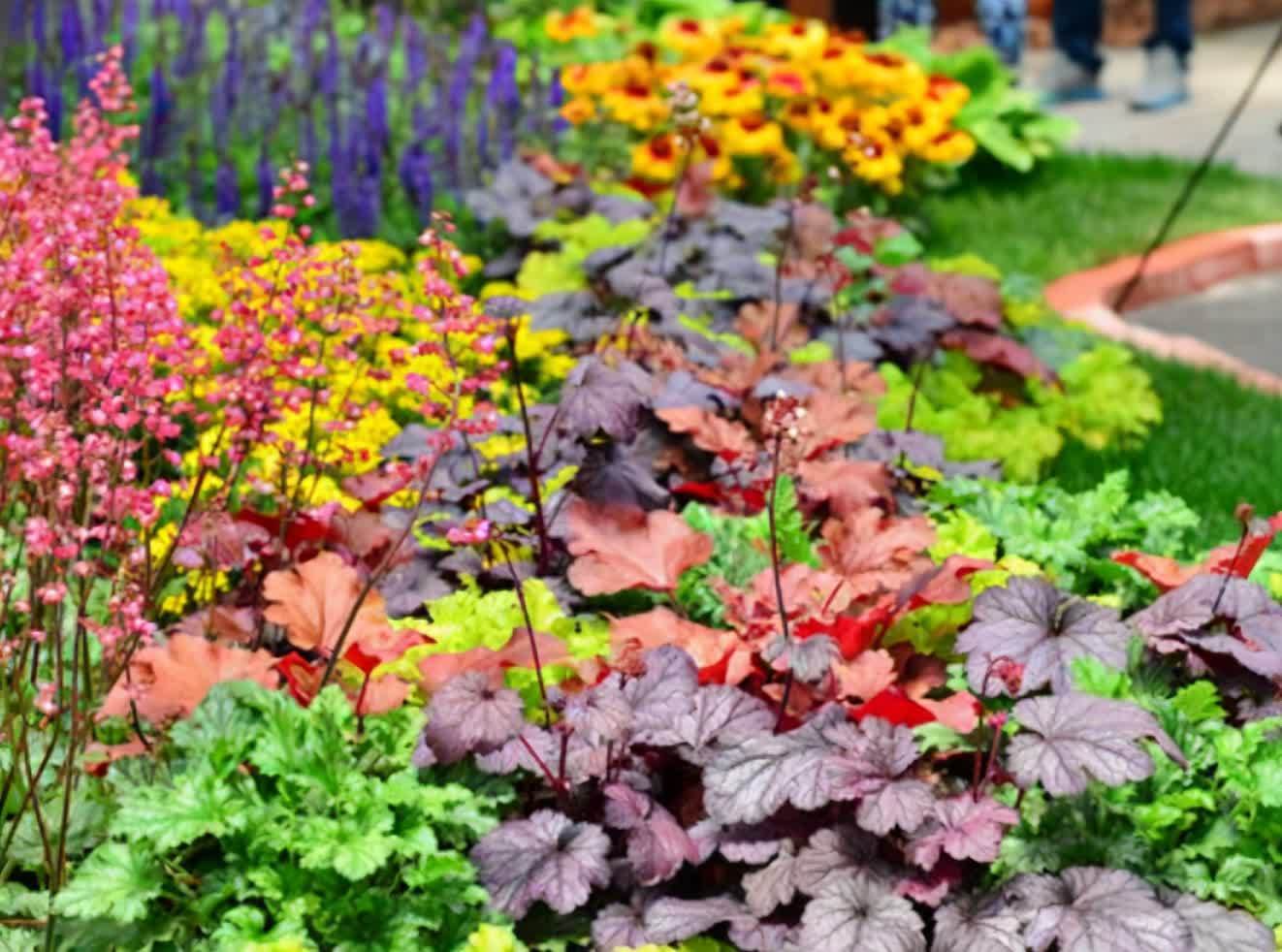 花园树荫底下种“3种花”，不怕光照弱，越大花越多，关键是耐寒