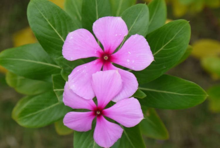 世上公认最美的几种花,谁见了都喜欢,家里养一盆,招财又纳福