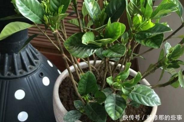  根系腐烂|快速解决栀子花、绿萝、吊兰、发财树烂根黄叶难题？1招搞定