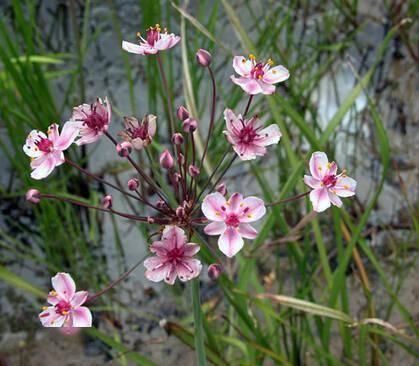 18种 水生植物图鉴 粉紫色