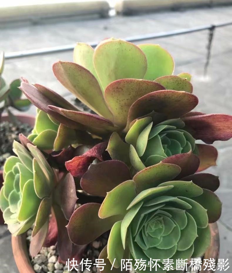 多肉|看到他养的多肉,我才知道法师有多扛晒