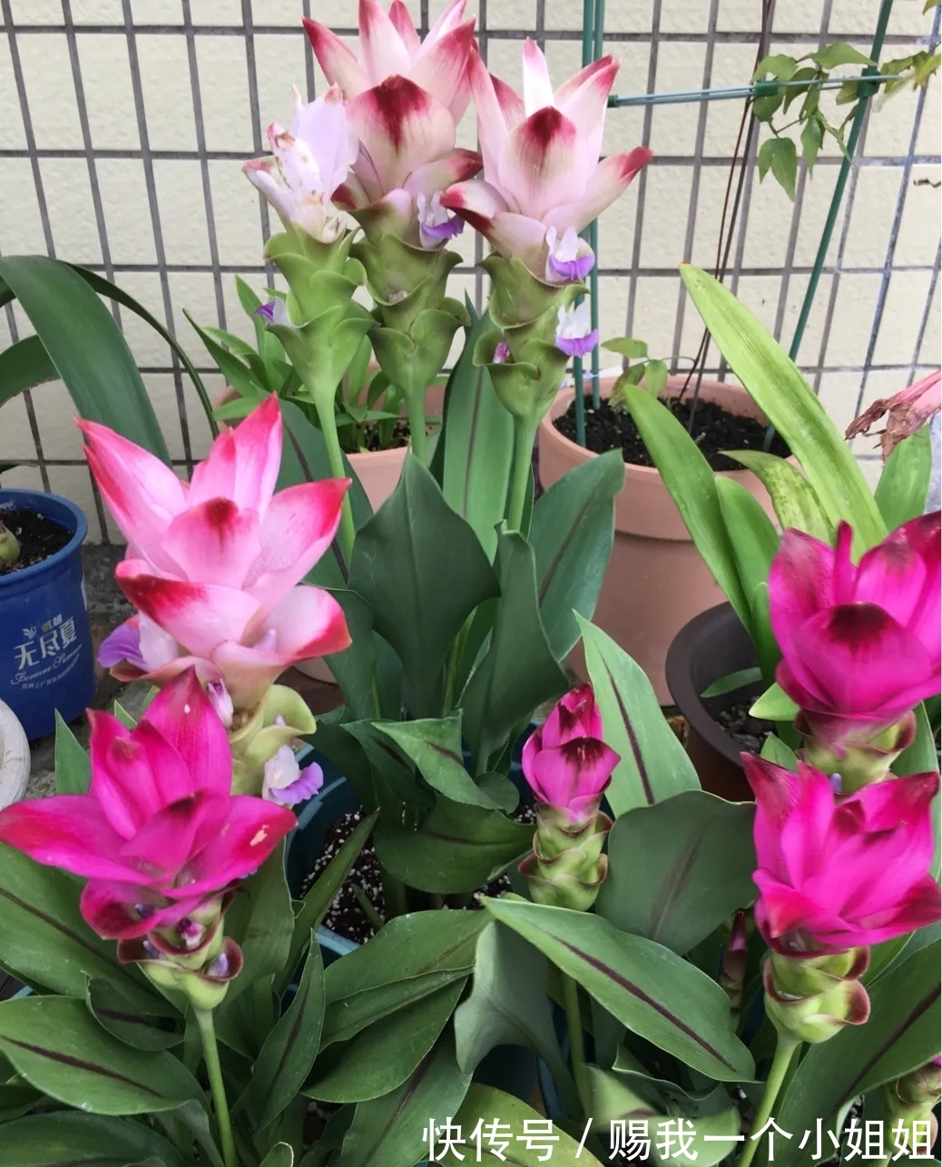 姜荷花|一块“大生姜”,开满粉荷花,家里养一盆,仙气飘飘,开花100天