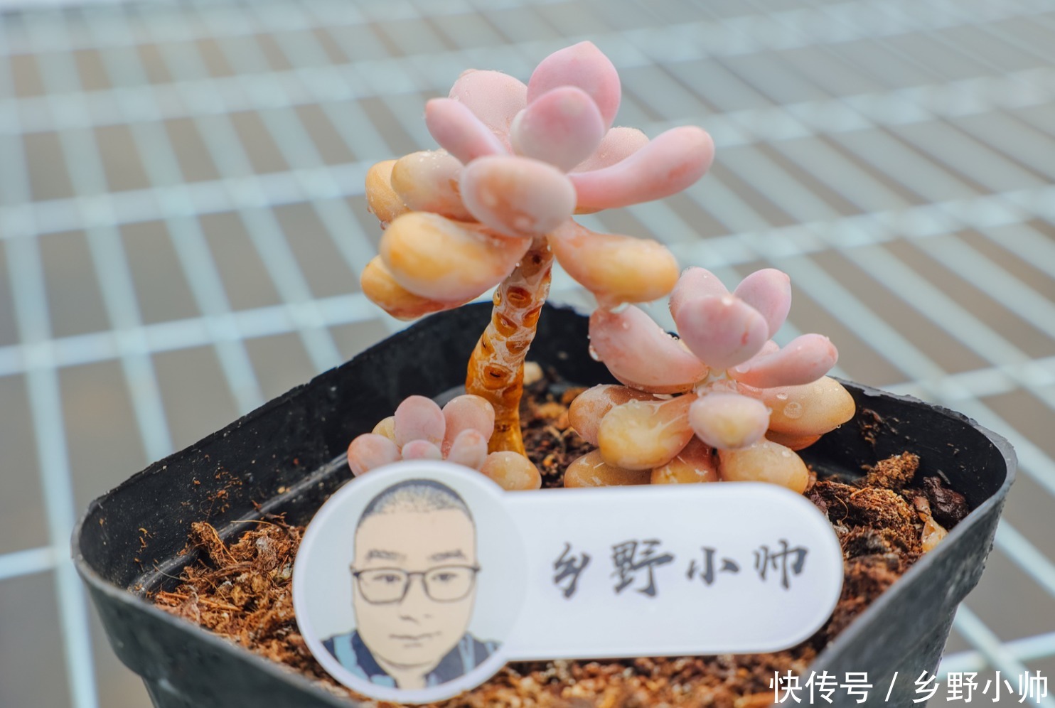 休眠|夏天肉肉会休眠？小帅介绍几种夏种型多肉，总有一款适合你