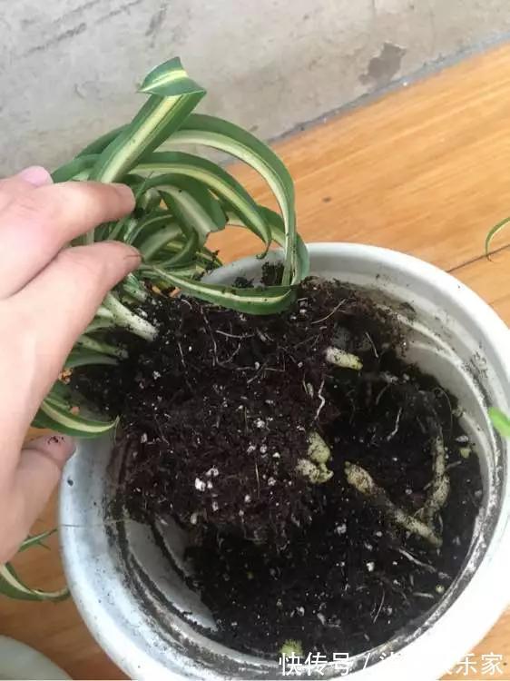 4种花爱“吃土”，1年不换盆，盆里全是根不见土，换盆才能长好