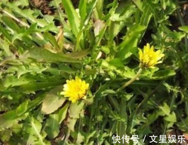 泡水|蒲公英泡水喝好处很多,但切忌与此物一起吃,吃了就是没事找事