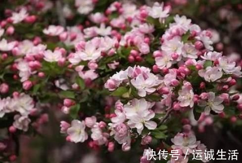 新手养护花卉,就养沾水就爆盆的花卉,枝繁叶茂,花期还很长!