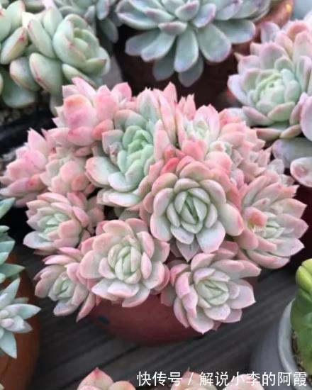 6种香味浓郁的多肉植物,每一种都适合新手,随便一养就能出状态