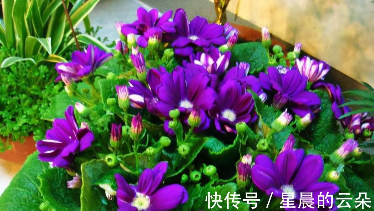 养这5种盆栽,0℃都开花,且最后一种花期超长,像假花一样