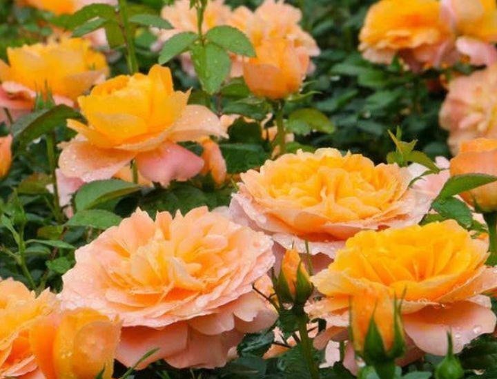 漂亮又好养的4种花,越养越旺,随便养都开花不断,开花一簇簇!