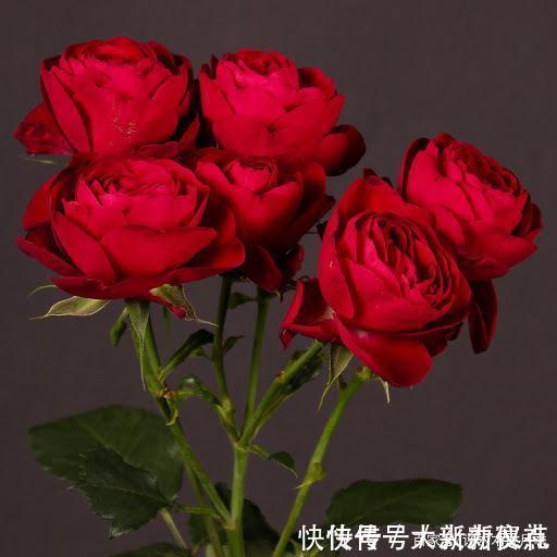 花型|25款勤花又好养的月季品种推荐。新手一定要来一颗，盆栽地栽都行