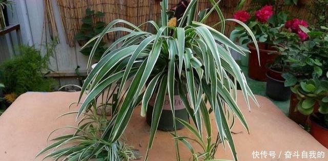 这5种花,最怕晒太阳,不遮阴容易黄叶枯萎!