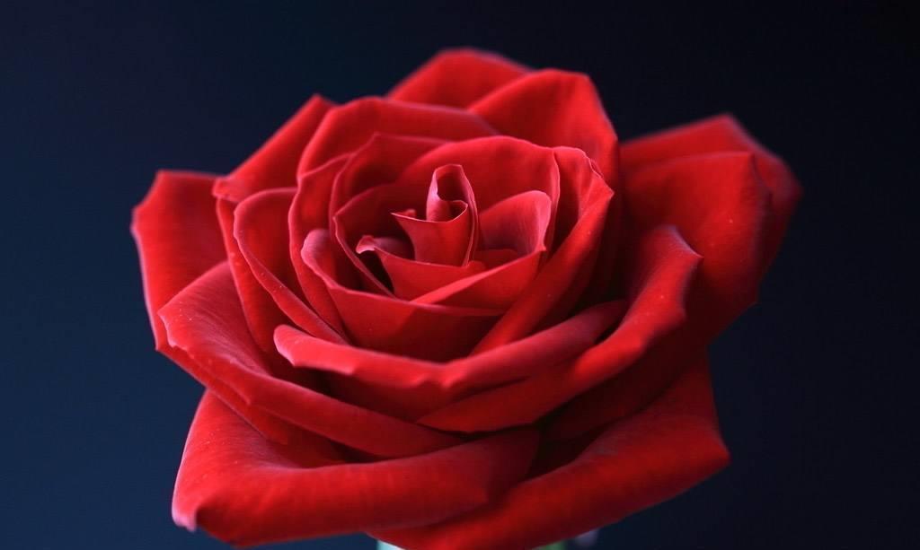 不停|超可爱的4种花,全年开花不停,花色美丽,对待新手很友好