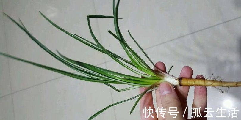 好吃|野菜一定要挖根，人称“兔儿奶”，根比叶子好吃